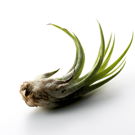 Ionantha Airplant - www.Shopthatapp.com