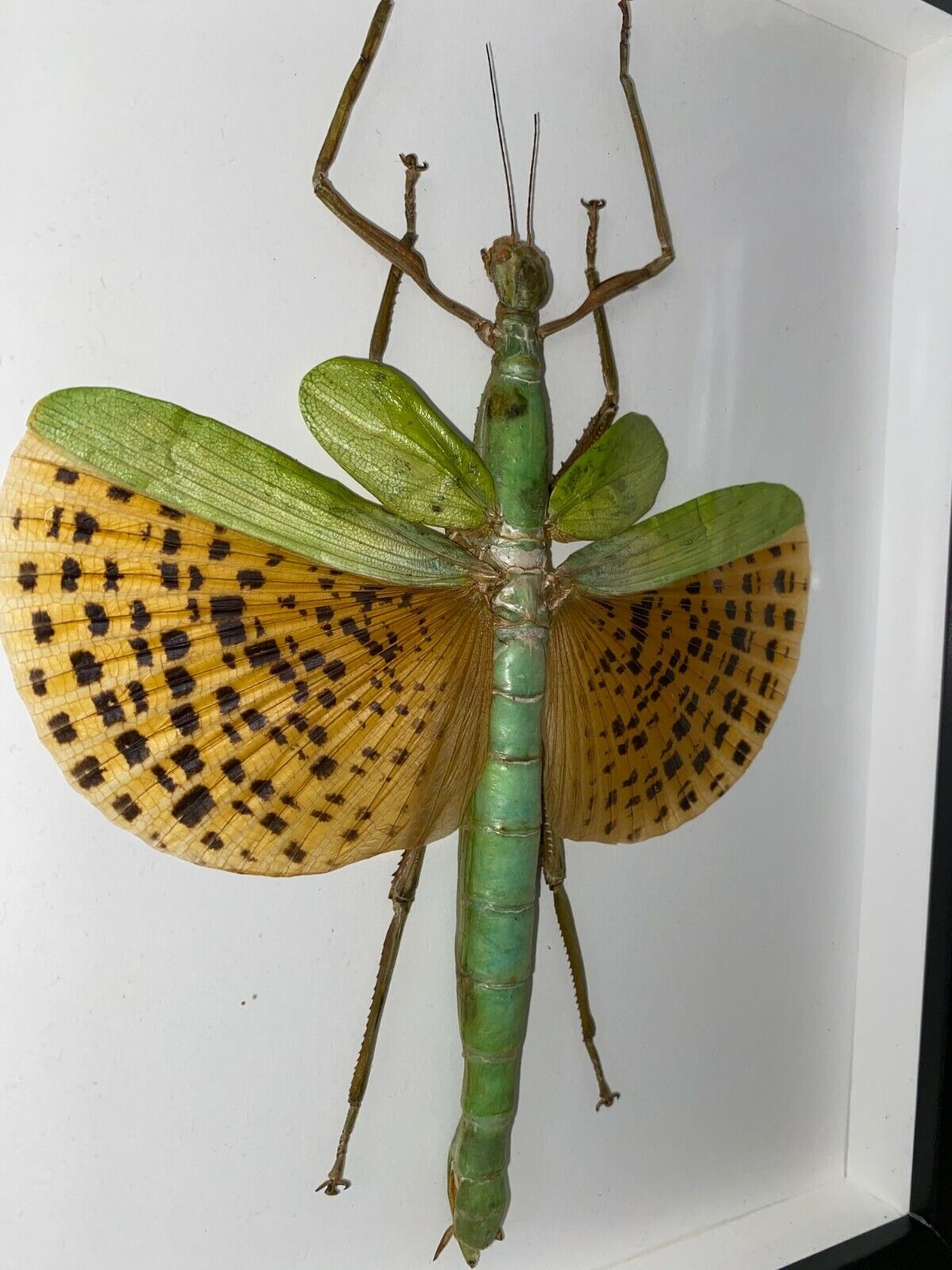 Paracyphocrania major in einem Rahmen