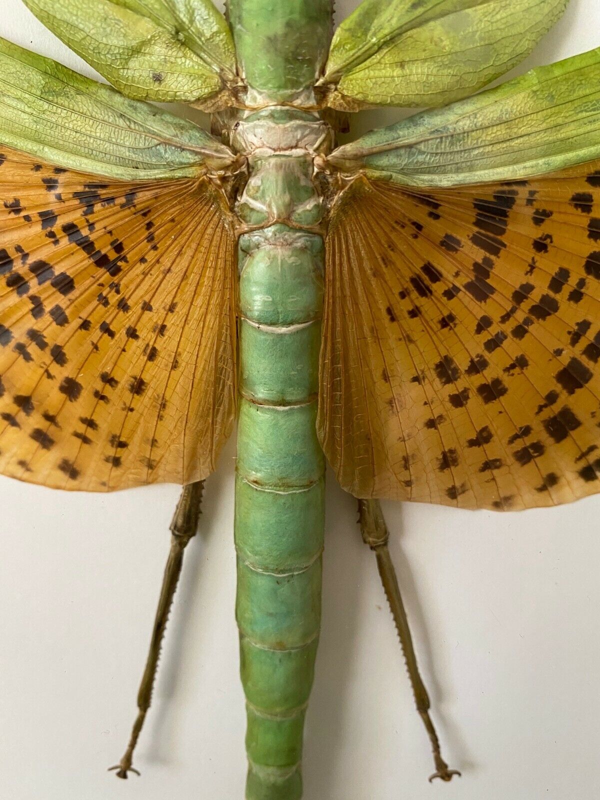 Paracyphocrania major in einem Rahmen
