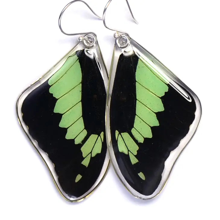 Papilio phorcas Stirling Silver Earrings