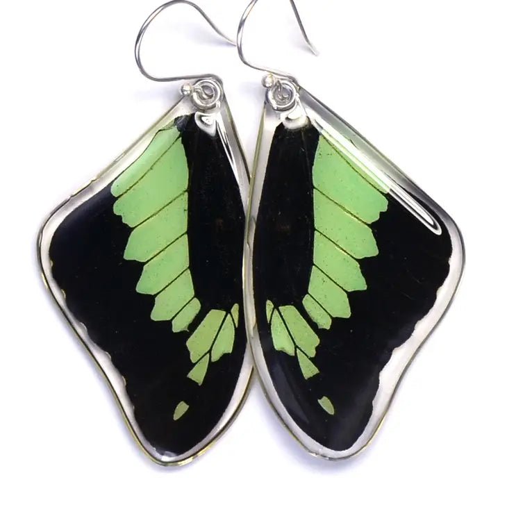 Papilio phorcas Stirling Silver Earrings - www.Shopthatapp.com