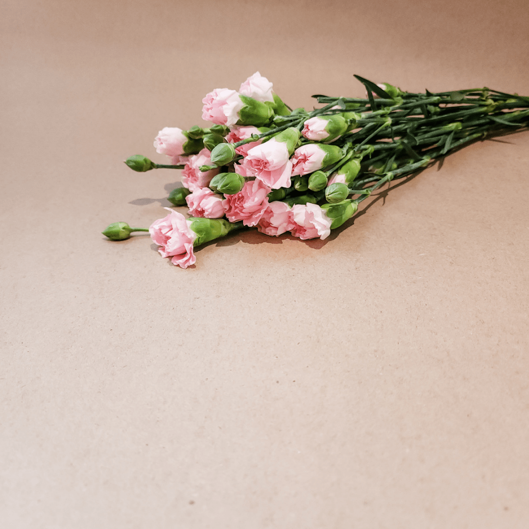 Spray Carnations Pink - www.Shopthatapp.com
