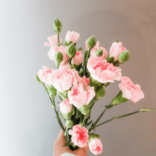Spray Carnations Pink - www.Shopthatapp.com