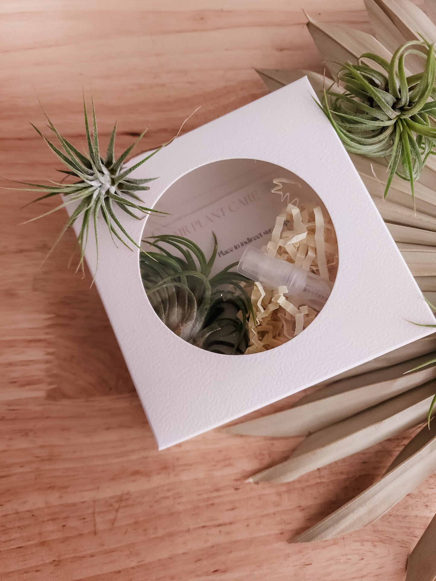 Air Plant Giftset - www.Shopthatapp.com