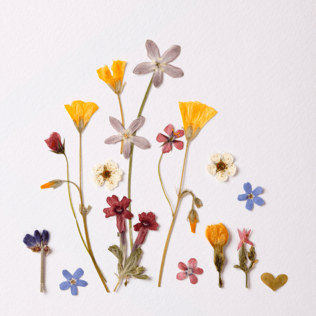 Peinture avec des pétales - Atelier de fleurs pressées