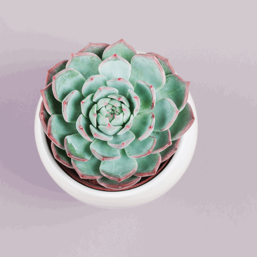 30 Assorted 1.5 Inch Colourful Assorted Succulents - Event Favors - www.Shopthatapp.com