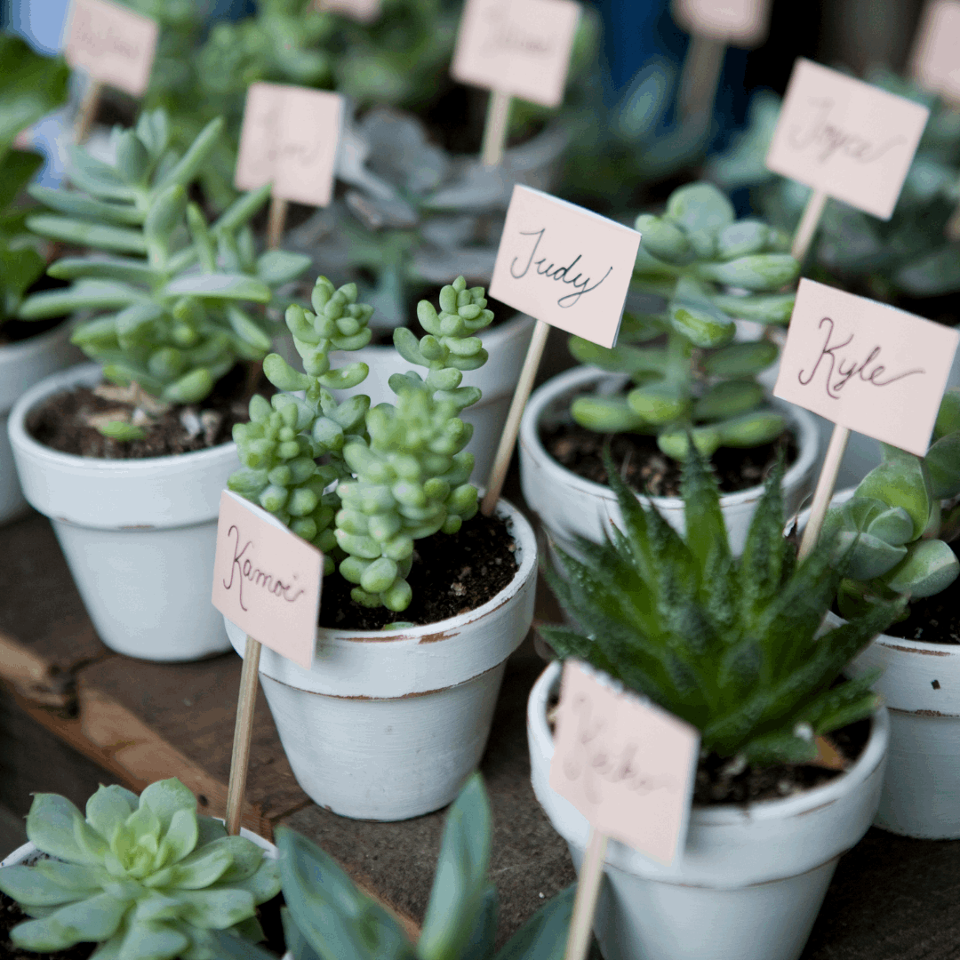 30 Assorted 1.5 Inch Colourful Assorted Succulents - Event Favors - www.Shopthatapp.com