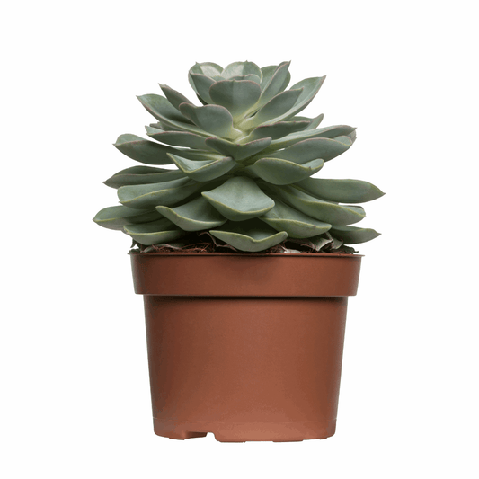 30 Assorted 1.5 Inch Colourful Assorted Succulents - Event Favors - www.Shopthatapp.com