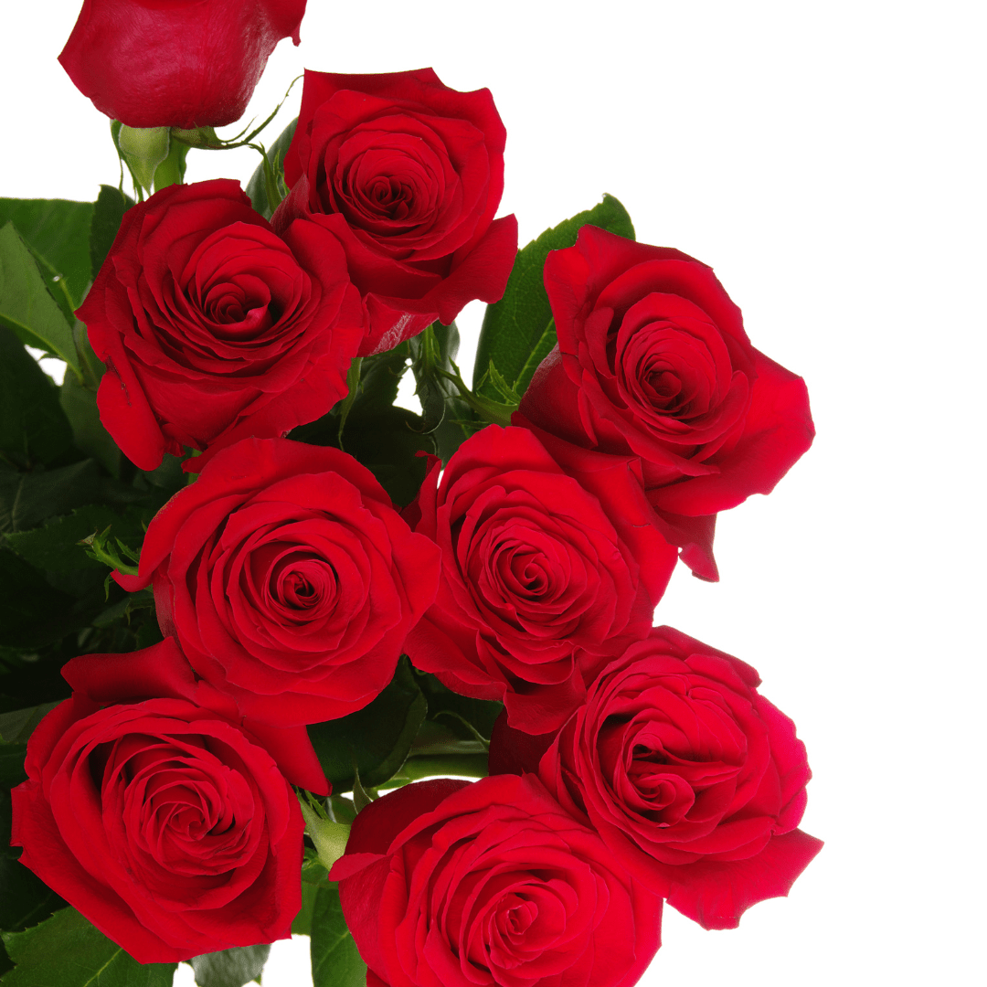 Dozen Red Roses - www.Shopthatapp.com