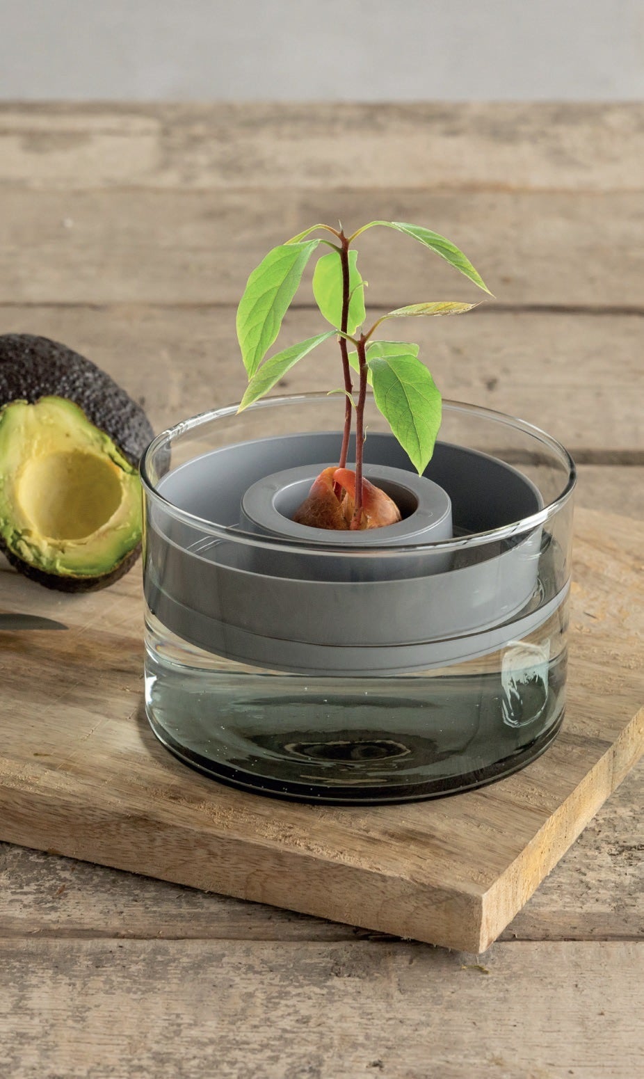 Avocado Grow Set - www.Shopthatapp.com