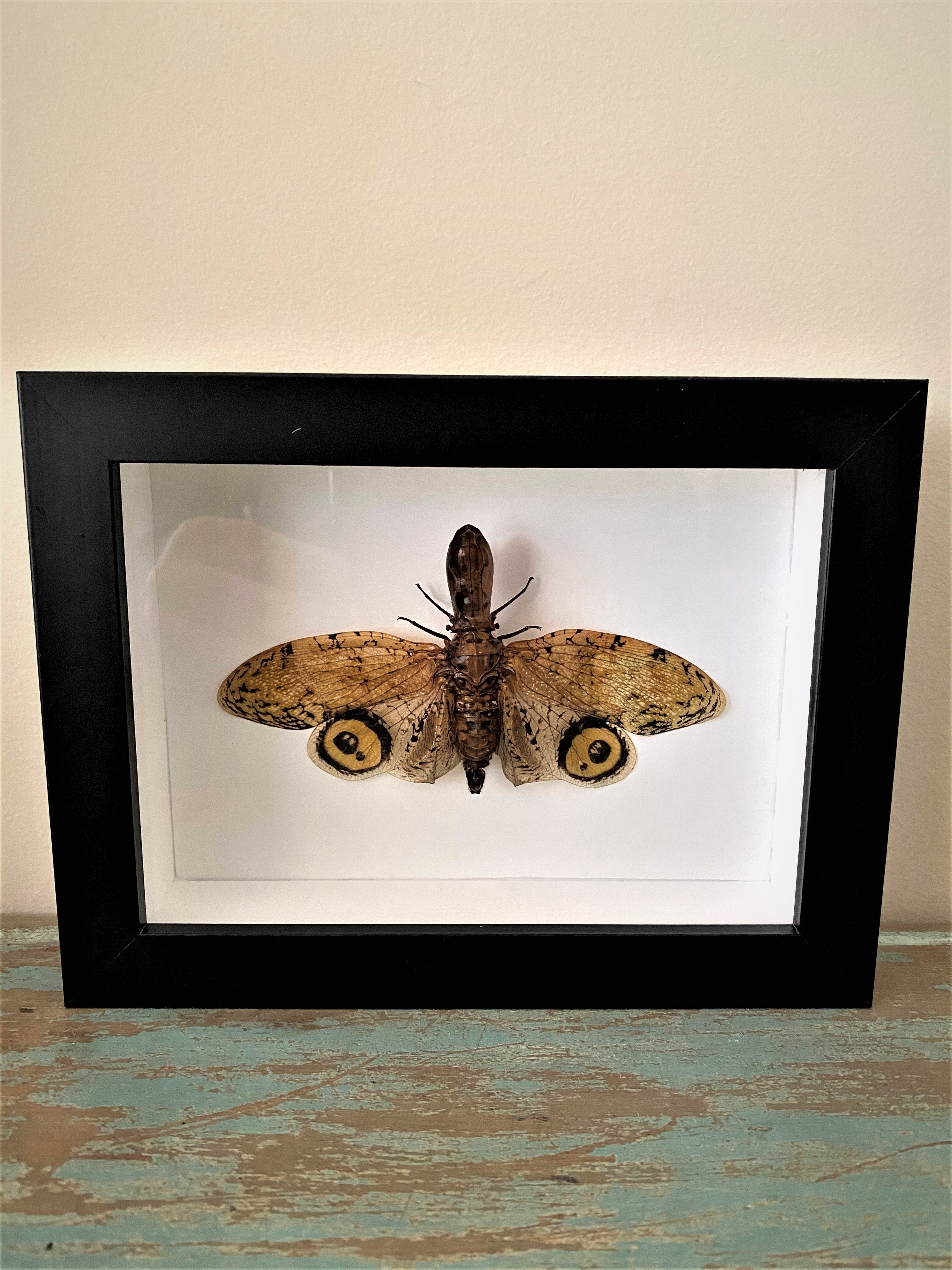 Fulgora laternaria, Peanut Bug, in a Frame - www.Shopthatapp.com