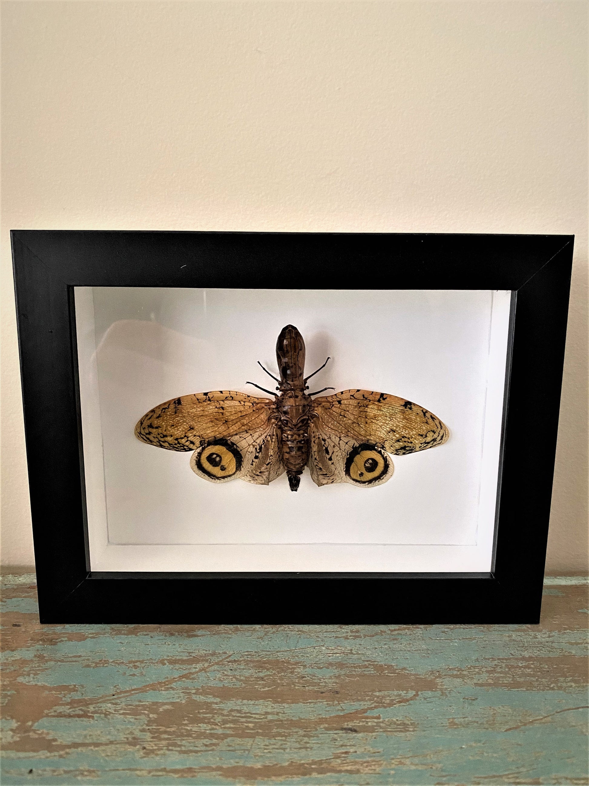 Fulgora laternaria, Peanut Bug, in a Frame - www.Shopthatapp.com