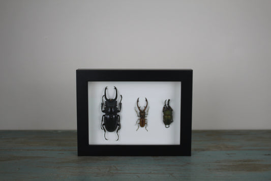 Triple Stag Beetles in a Frame - www.Shopthatapp.com