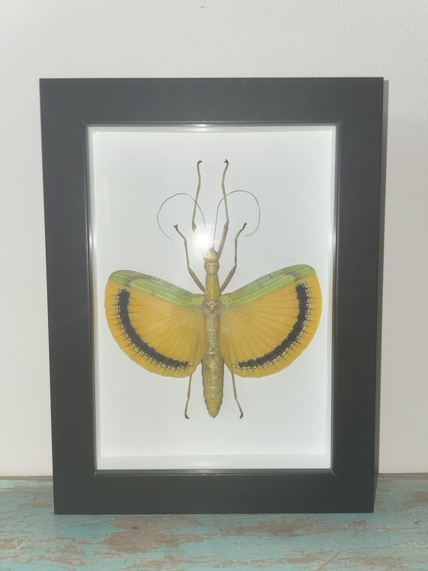 Tagesoidea Nigrofasciata Framed - www.Shopthatapp.com