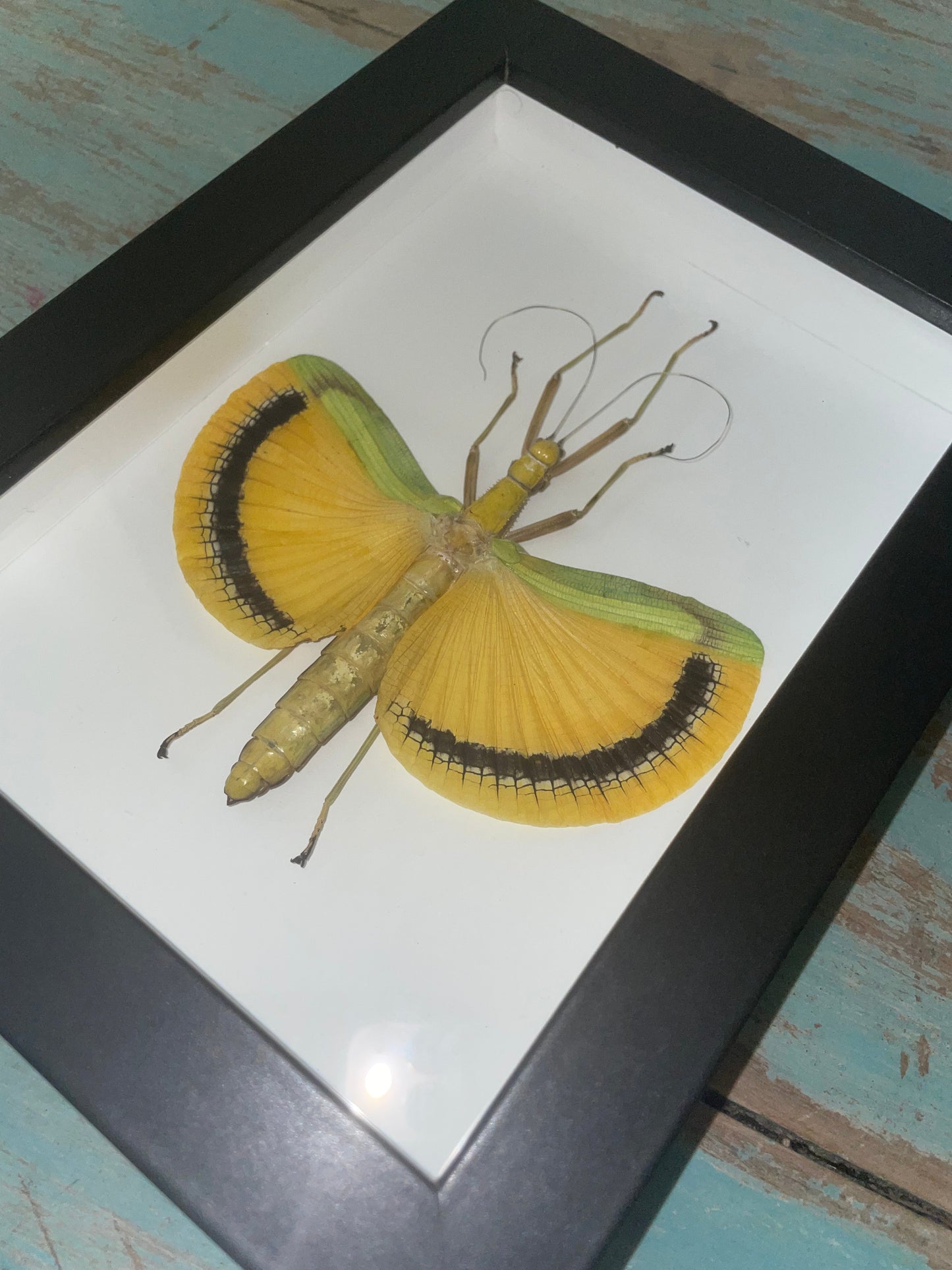 Tagesoidea Nigrofasciata Framed - www.Shopthatapp.com
