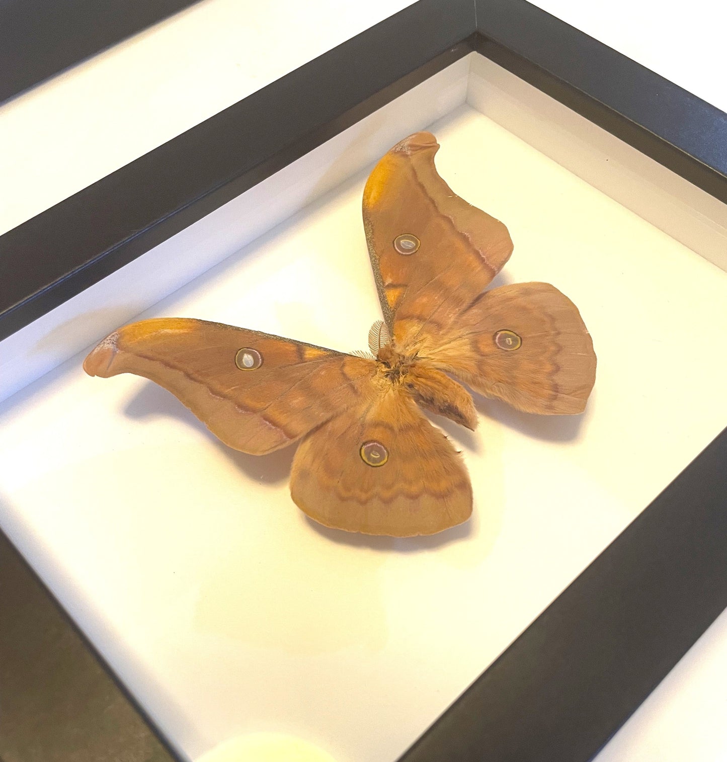 Tussar Moth,l Antheraea frithi in a Frame - www.Shopthatapp.com