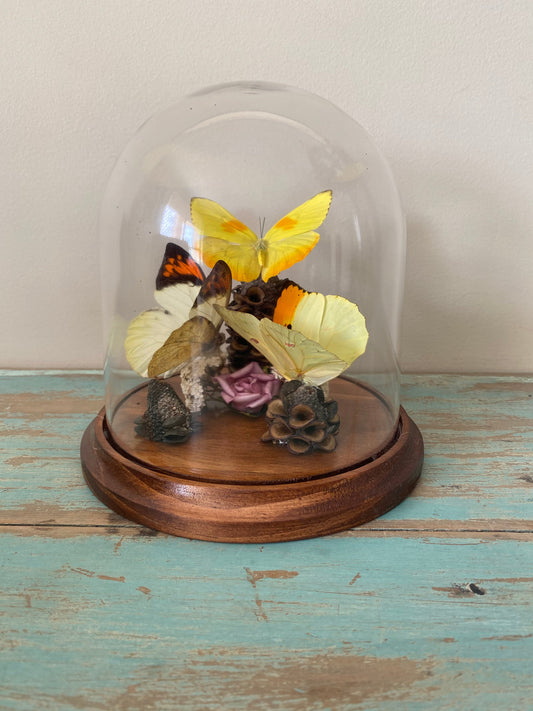 Triplet of Red / Yellow Butterflies in a Dome - www.Shopthatapp.com