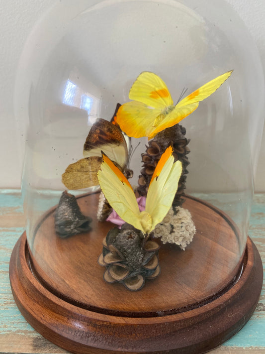 Triplet of Red / Yellow Butterflies in a Dome - www.Shopthatapp.com