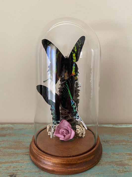 Two Day Flying Moths in a Dome - www.Shopthatapp.com