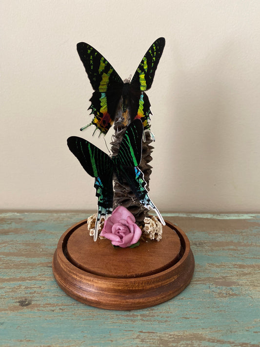 Two Day Flying Moths in a Dome - www.Shopthatapp.com