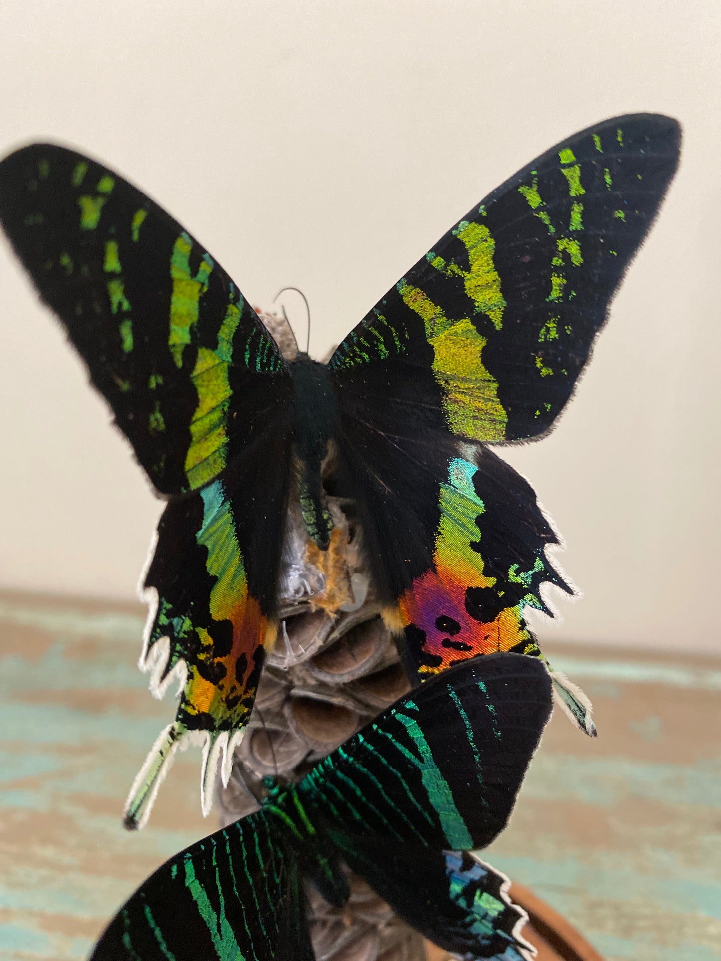 Papillons de nuit volants pendant deux jours dans un dôme