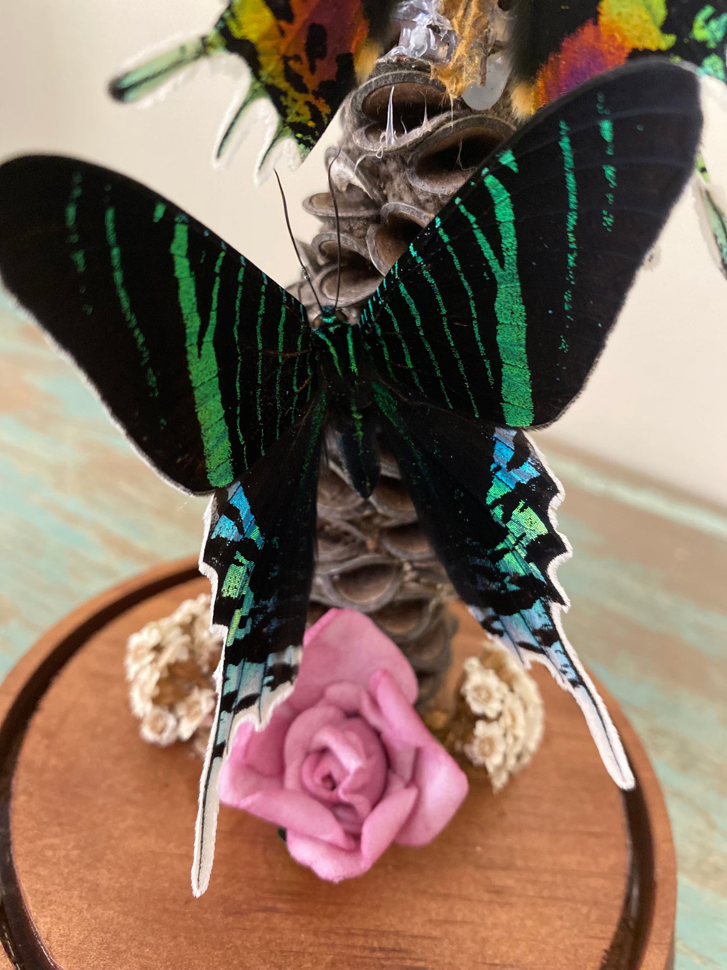 Two Day Flying Moths in a Dome - www.Shopthatapp.com