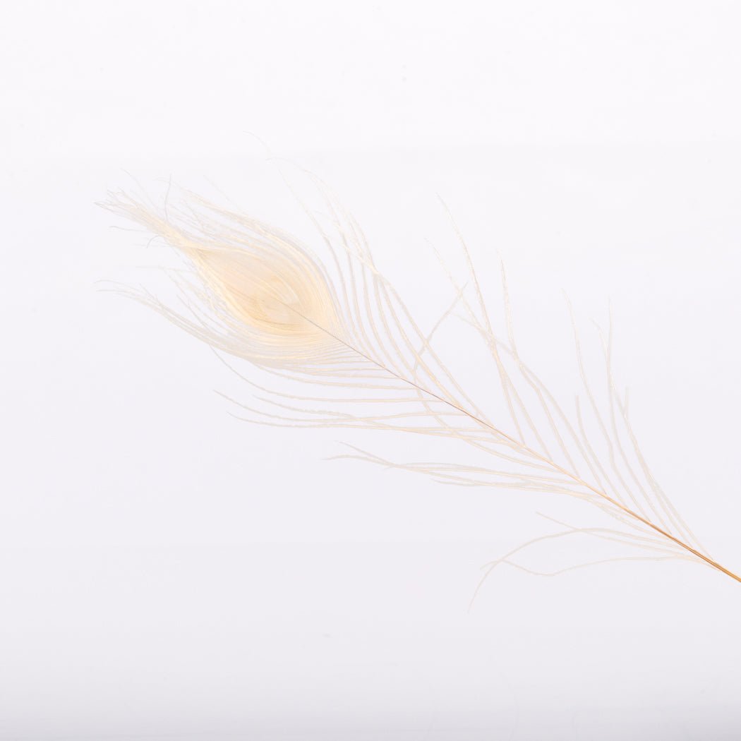 Bleached Peacock Feathers - www.Shopthatapp.com