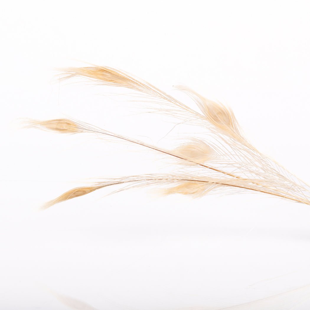 Bleached Peacock Feathers - www.Shopthatapp.com