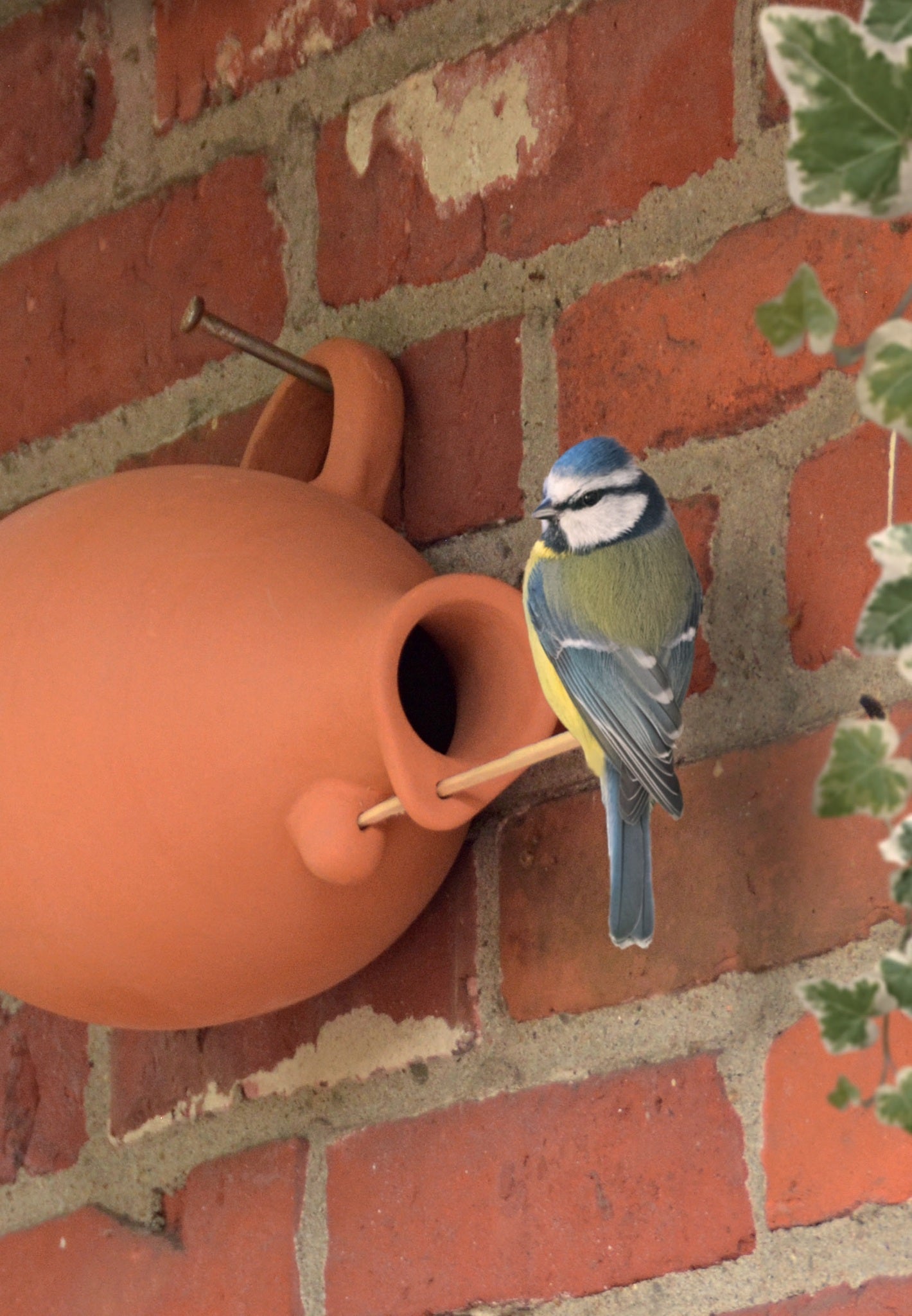 Bird Nesting Bottle Tits/Sparrows - www.Shopthatapp.com