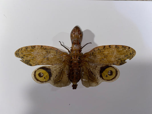 Fulgora laternaria, Peanut Bug, in a Frame - www.Shopthatapp.com