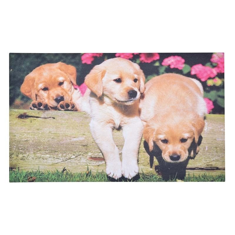Chiots paillassons