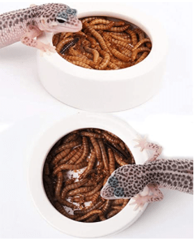 Reptile Worm Dish - www.Shopthatapp.com