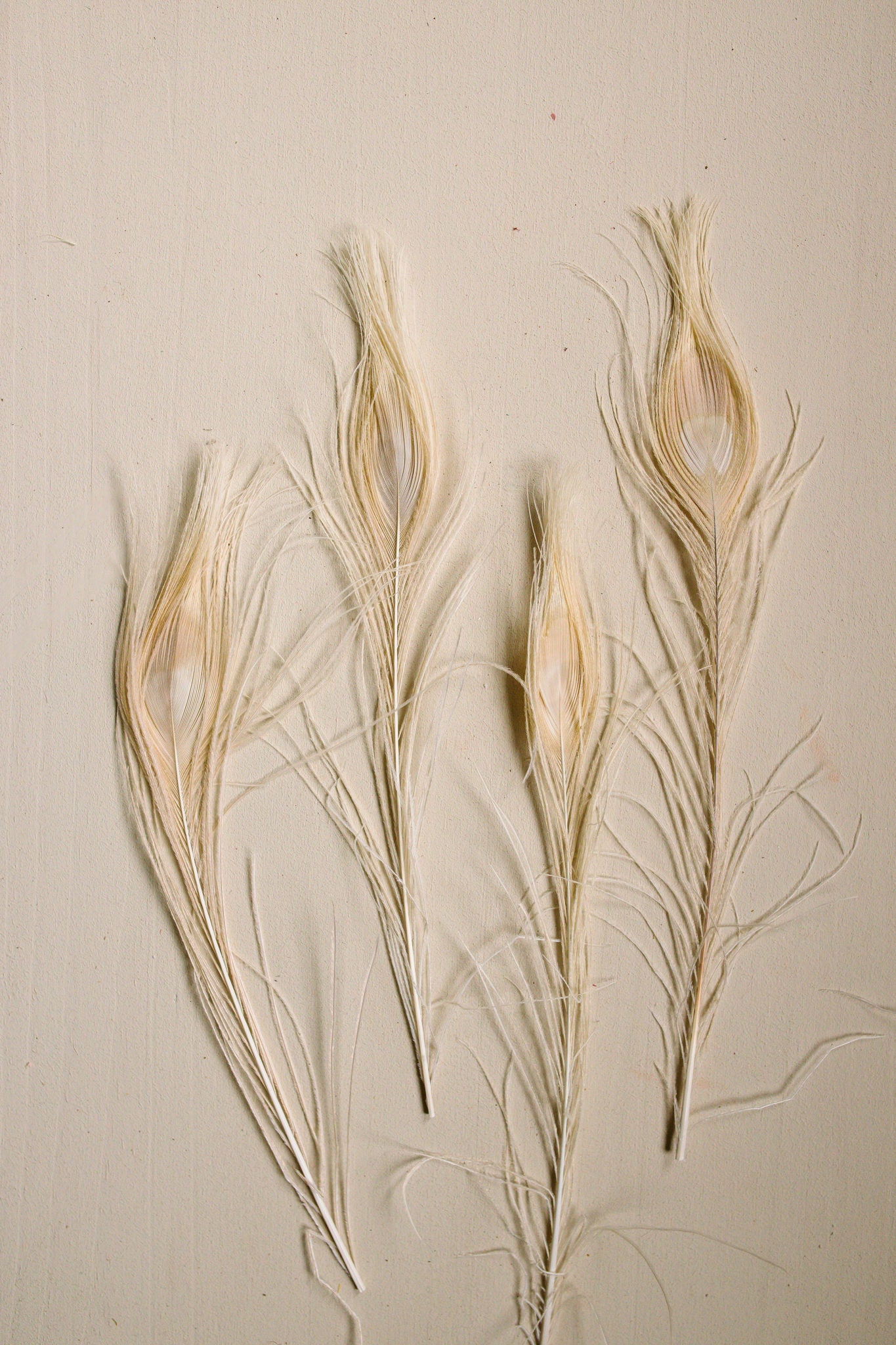 Bleached Peacock Feathers - www.Shopthatapp.com