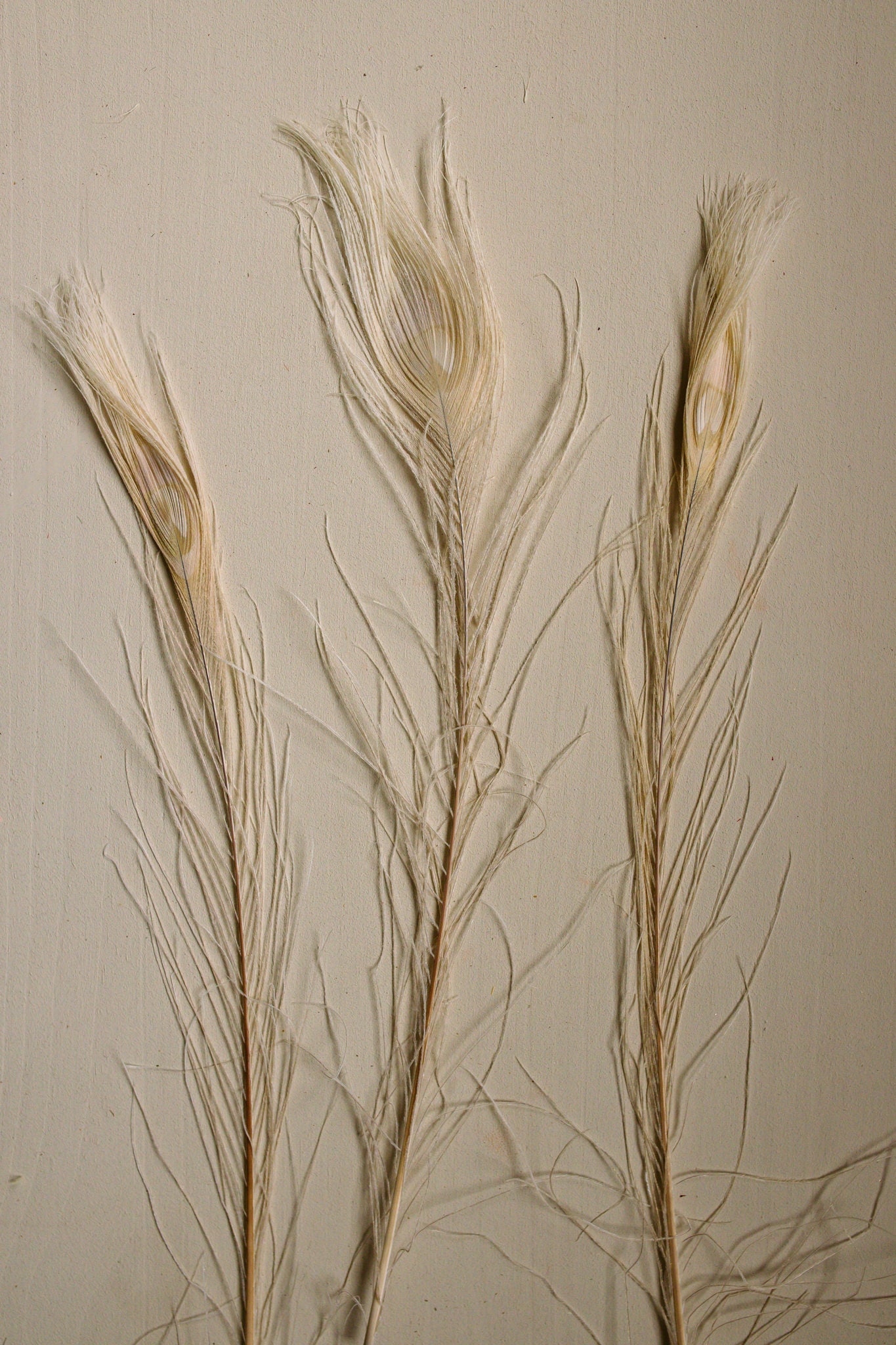 Bleached Peacock Feathers - www.Shopthatapp.com