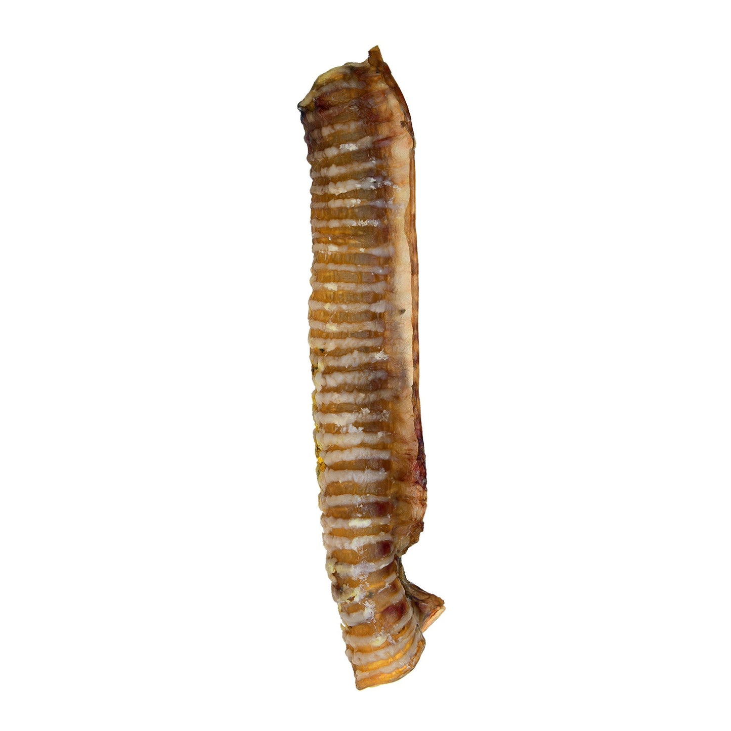 Trachée de bœuf