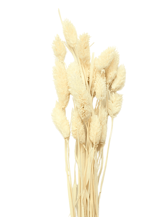 Bleached Phalaris - www.Shopthatapp.com