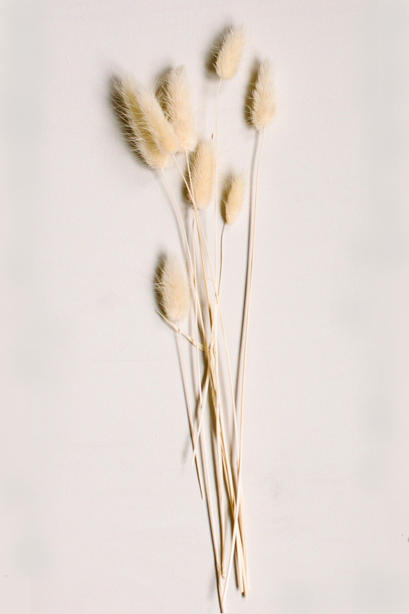 Cream Bunny Tails - www.Shopthatapp.com