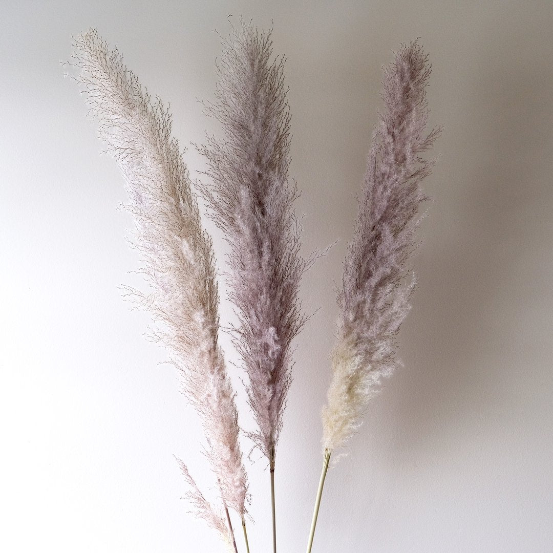 Pampas Grass - Grey 3 Stems - www.Shopthatapp.com