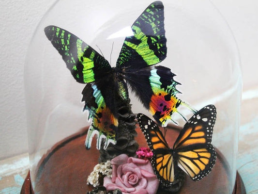 Urania ripheus Moth in a Decorative Dome - www.Shopthatapp.com