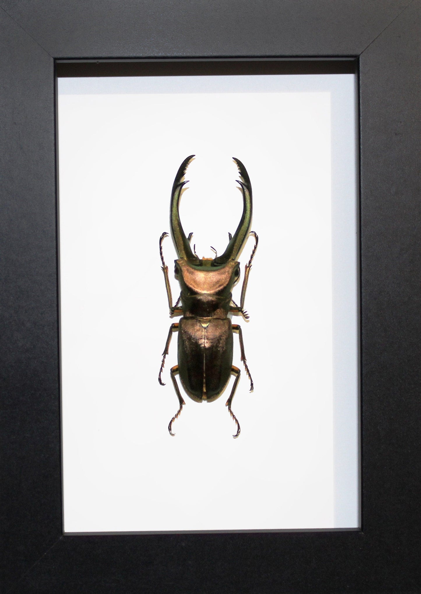 Cyclommatus truncatus Stag Beelte in a Frame - www.Shopthatapp.com