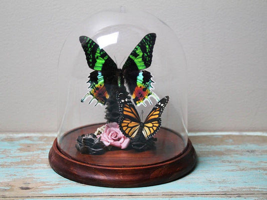 Urania ripheus Moth in a Decorative Dome - www.Shopthatapp.com