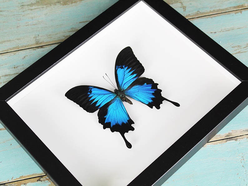 Cadre papillon Papilio ulysses