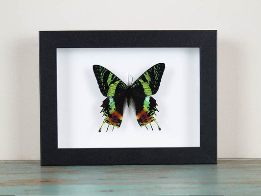 Urania ripheus or Sunset Moth in a Frame - www.Shopthatapp.com
