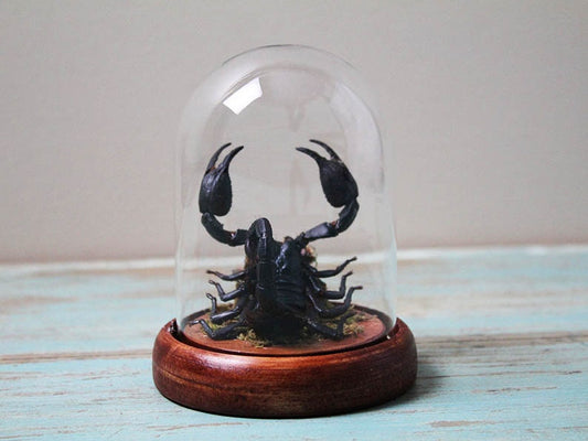 Scorpion in a Small Dome Wall Decor Real Taxidermy Wall Art Home Furniture Decoration Art Beautiful Hetereometreus Spinifer - www.Shopthatapp.com