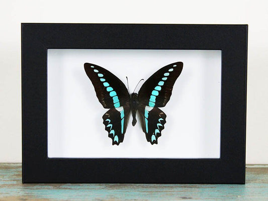 Blue Triangle Butterfly in a Frame - www.Shopthatapp.com