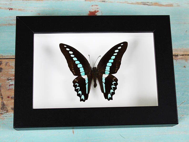 Blue Triangle Butterfly in a Frame - www.Shopthatapp.com