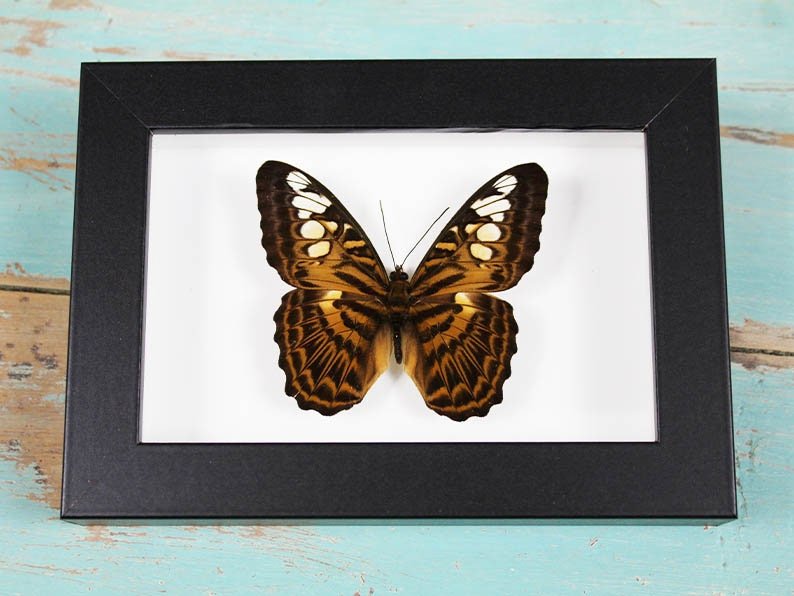 Clipper Butterfly in a Frame - www.Shopthatapp.com