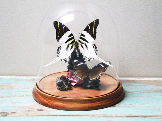 Giant Swordtail Butterfly in a Dome - www.Shopthatapp.com