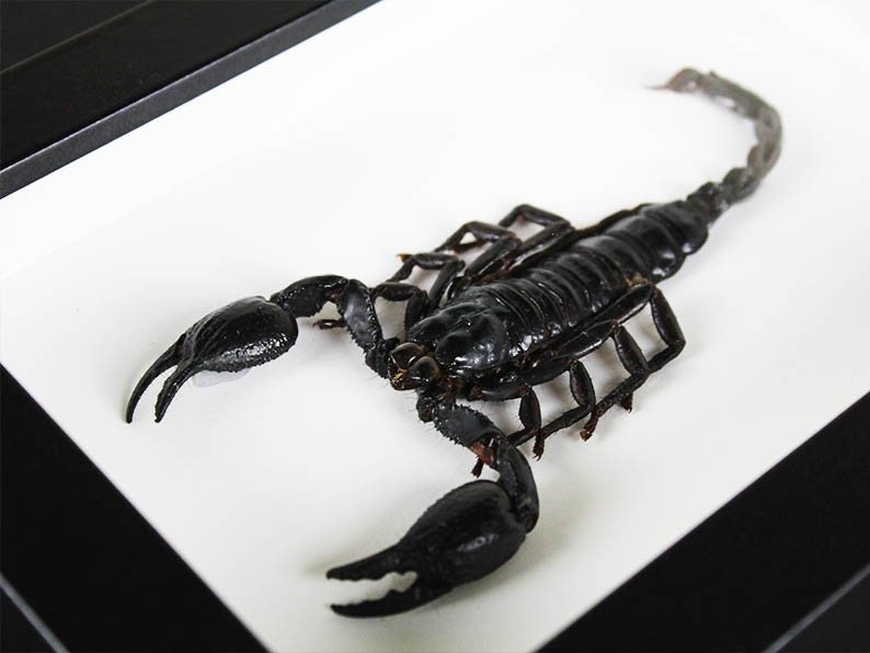Heterometreus spinifer Scorpion in a Frame - www.Shopthatapp.com