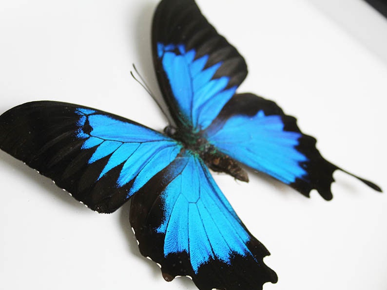 Cadre papillon Papilio ulysses